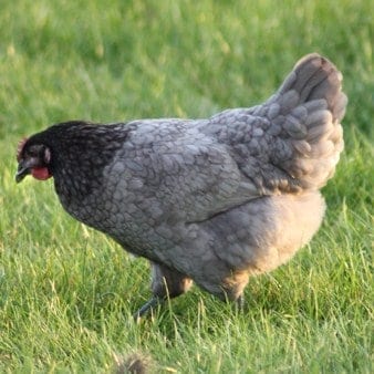 Jones’ Country Fayre, Wroughton